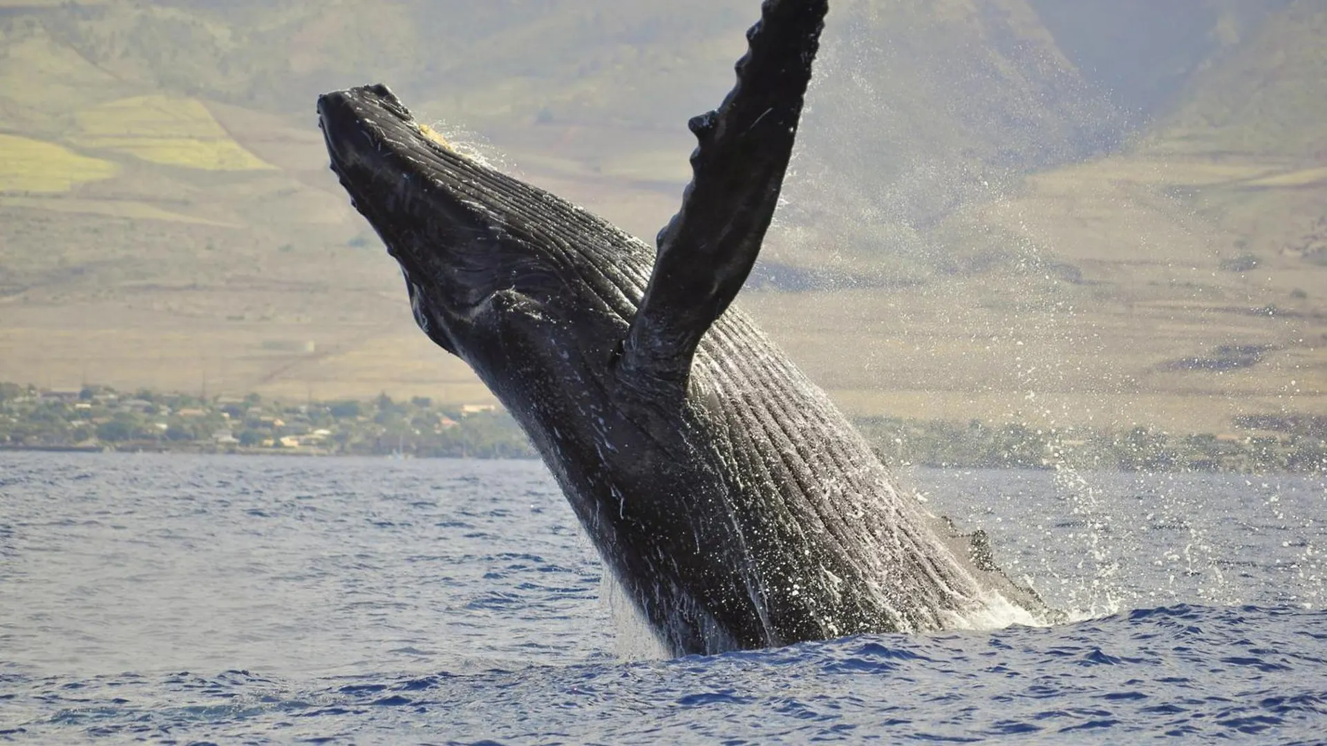 Holiday home Paki Maui 217 Villa Lahaina United States